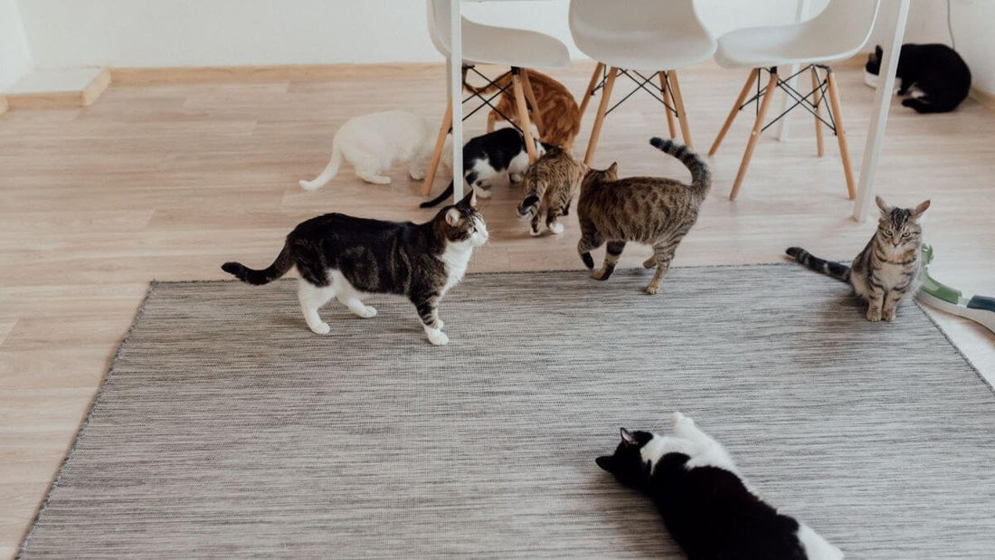 猫の毛が抜けるのはなぜ？対処法や部屋掃除のコツを徹底的に解説