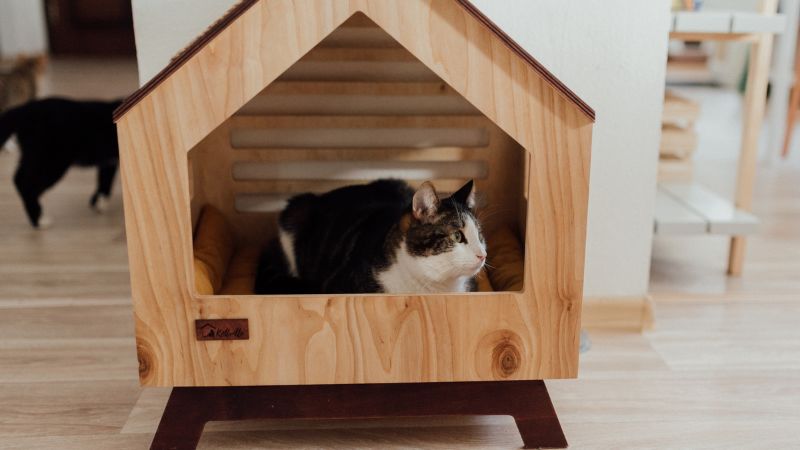 猫の暑さ対策はどうすべき？夏を乗り切る方法とは？留守番中の節約対策も解説