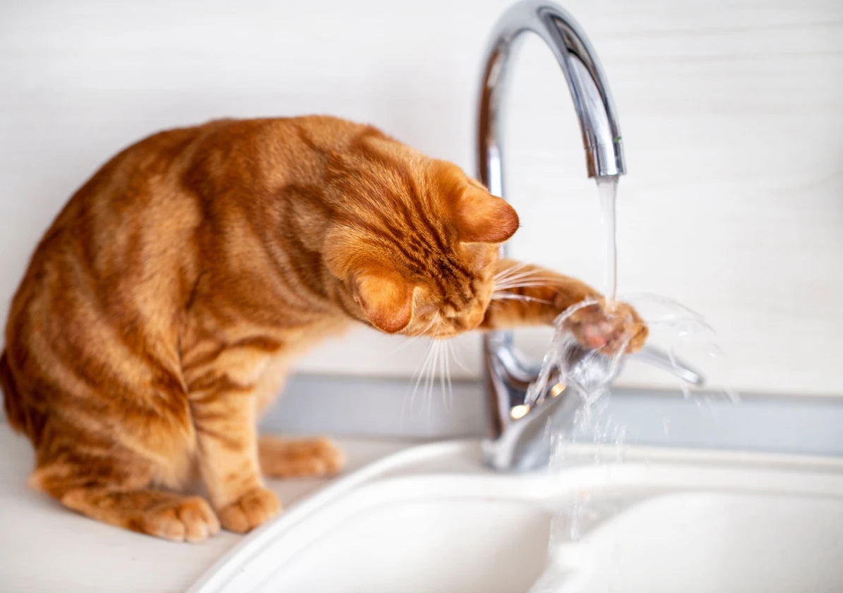 自分でできる水漏れの確認方法！放置のリスクとトラブルを防ぐための対策